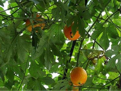 吊瓜怎么吃鸡吃,传统美食新演绎