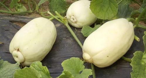 吃银瓜,古老传说与营养价值的完美融合