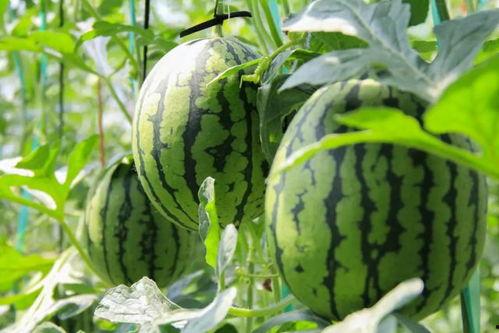 吃沾瓜注意什么,吃沾瓜的注意事项与饮食小贴士