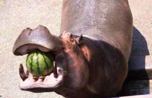 河马吃瓜图片大全,瓜果飘香，河马大快朵颐