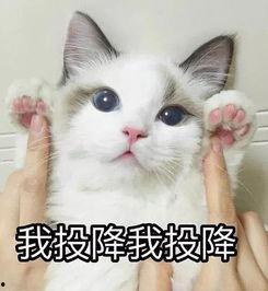 猫咪头像吃瓜图片大全,萌态百出，笑料横生