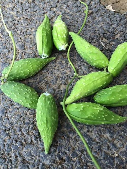 孕妇吃石瓜好吗,孕妇适量食用石瓜有益健康