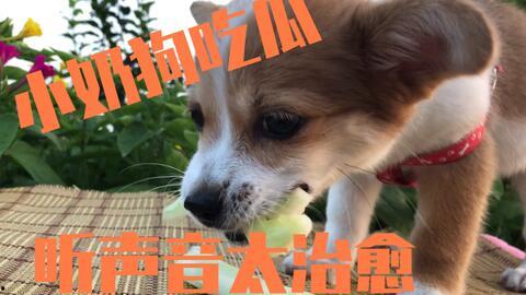 瓜狗可以吃瓜吗,宠物狗能否享用美味瓜果之谜