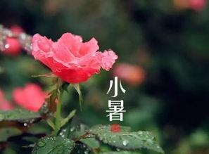 小暑吃瓜古诗,古韵诗中的夏日食趣