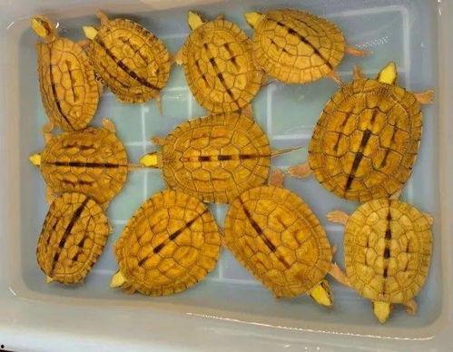 吃瓜盲盒声音,声音背后的神秘世界