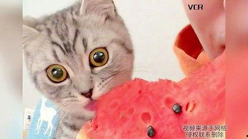 小猫吃瓜哦,揭秘猫咪的趣味食趣