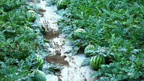 什么叫吃瓜莫吃蒂,品味瓜果，远离是非之蒂