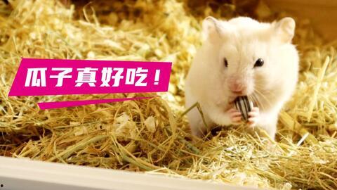 仓鼠吃瓜asmr,仓鼠美食ASMR体验之旅