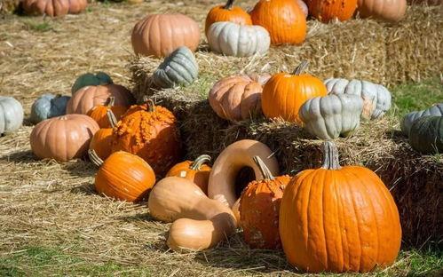 白小瓜怎么吃,解锁美味新境界