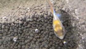 胡子吃瓜,揭秘娱乐圈的幕后故事