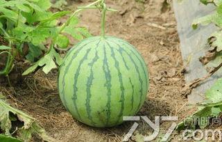 买瓜不知道瓜熟了没有吃,如何挑选美味佳果？