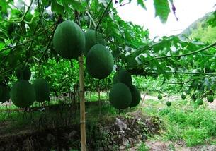 吊瓜怎么绞丝吃,传统美食的现代化演绎