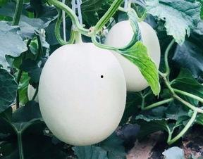 吃瓜能有多爽,揭秘吃瓜的极致爽感