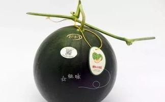 新品崩瓜怎么吃,创意食用指南