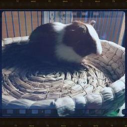 吃瓜的rex,揭秘娱乐圈幕后故事