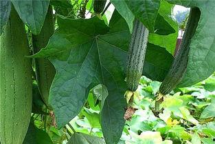 吃瓜绿色文案短句,趣味盎然的吃瓜短句集锦