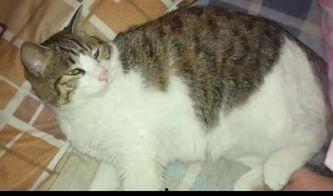 猫咪吃瓜有危险,宠物安全饮食指南