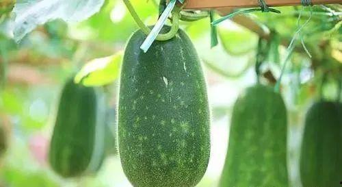 中医夏天吃瓜,瓜果养生之道