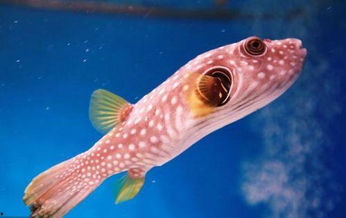 虾吃茄瓜吗,探究海洋与陆地植物的和谐共生