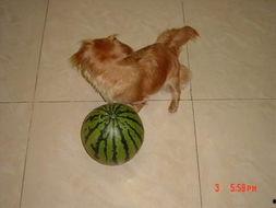 小狗儿吃贝贝瓜,小狗儿与贝贝瓜的甜蜜邂逅