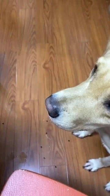 狗子吃瓜公众号,揭秘娱乐圈那些不为人知的幕后故事 第3张 狗子吃瓜公众号,揭秘娱乐圈那些不为人知的幕后故事 第3张