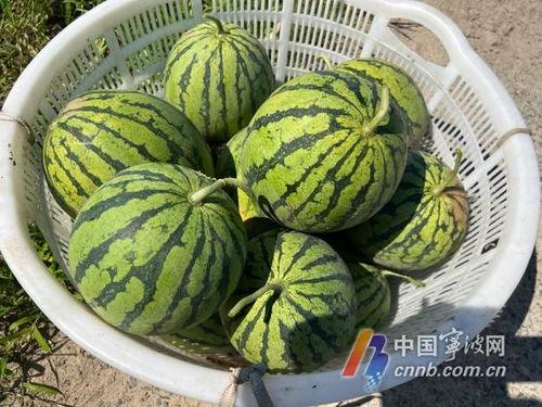 老墨带你吃瓜,尽享舌尖上的盛宴  第2张