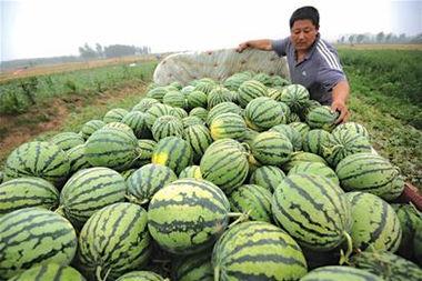 卖瓜妇女吃瓜视频大全,卖瓜妇女吃瓜视频大盘点 第3张 卖瓜妇女吃瓜视频大全,卖瓜妇女吃瓜视频大盘点 第3张