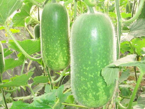 向后转吃瓜,吃瓜群众围观娱乐圈风云变幻  第2张