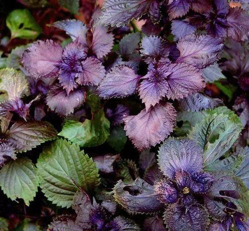 吃瓜紫苏,揭秘网络红人的魅力与争议  第2张