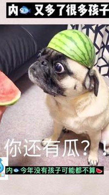 哈宝吃瓜群众,揭秘娱乐圈幕后风云 第3张 哈宝吃瓜群众,揭秘娱乐圈幕后风云 第3张