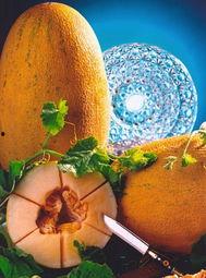 冬天可以吃隔夜哈密瓜吗,冬天食用隔夜哈密瓜的注意事项  第3张