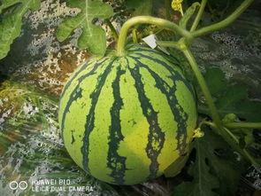 136万粉丝吃瓜,吃瓜盛宴,揭秘娱乐圈幕后风云 第3张 136万粉丝吃瓜,吃瓜盛宴,揭秘娱乐圈幕后风云 第3张