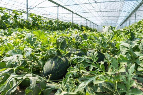 小雨农村记录吃瓜 第2张 小雨农村记录吃瓜 第2张